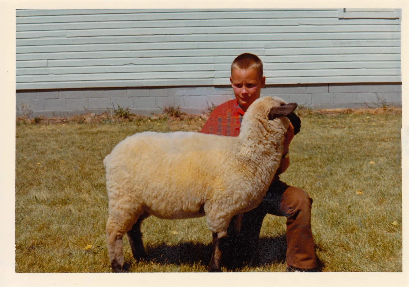 Young boy kneeling with lamb during a county fair competition