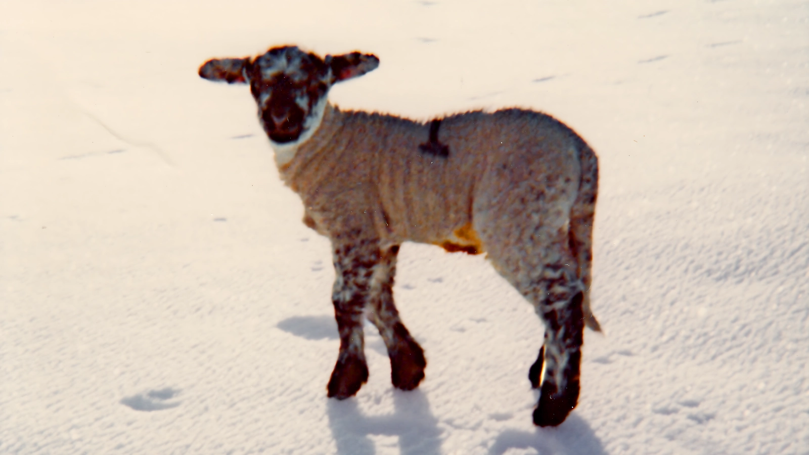 Small black-and-white lamb standing on white snow