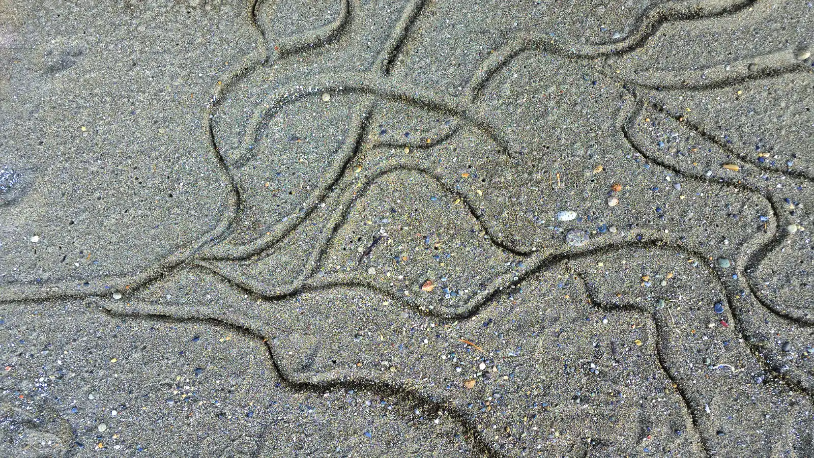 Multiple wavy lines branching from a single line drawn in sand